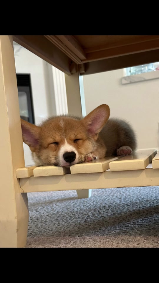 @CorgiMonty