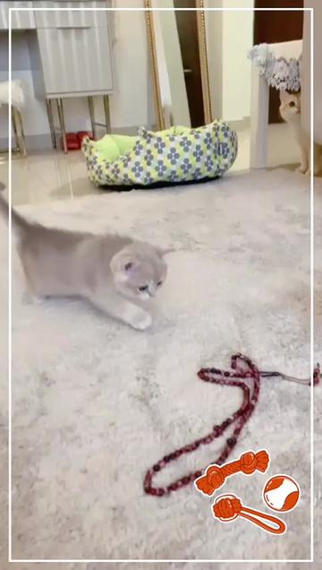 @هاملت