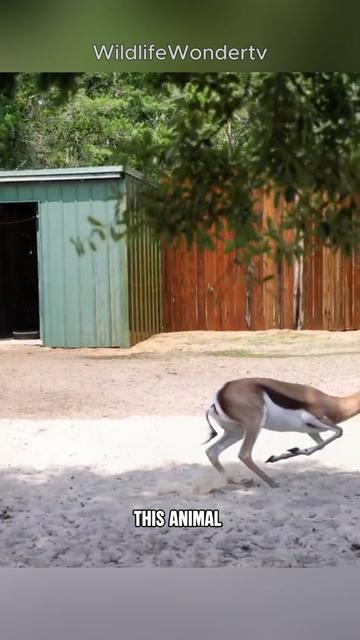 @WildlifeWonderTV Animal Facts