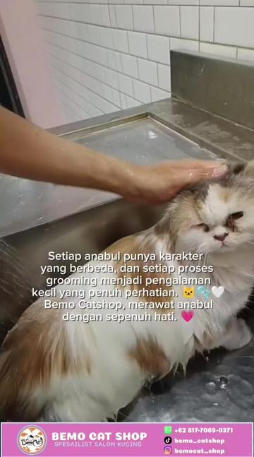 @Bemo Catshop