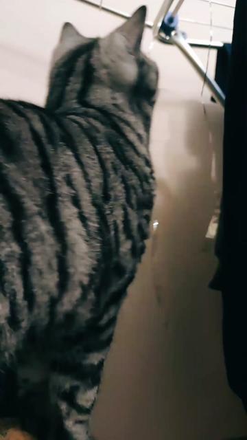@💎 Purrito ❤😹😻