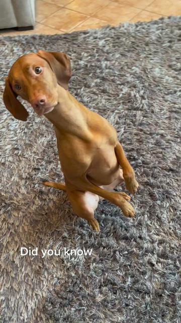 @Brookie The Vizsla