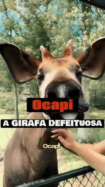 @Saf&aacute;ri-Digital