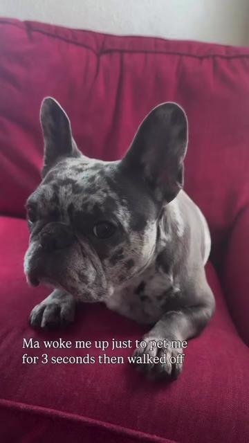 @Fly Lil Frenchie From OKC