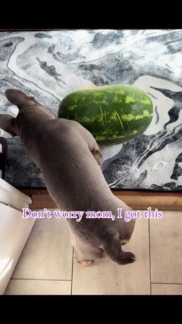 @Diablo the frenchie