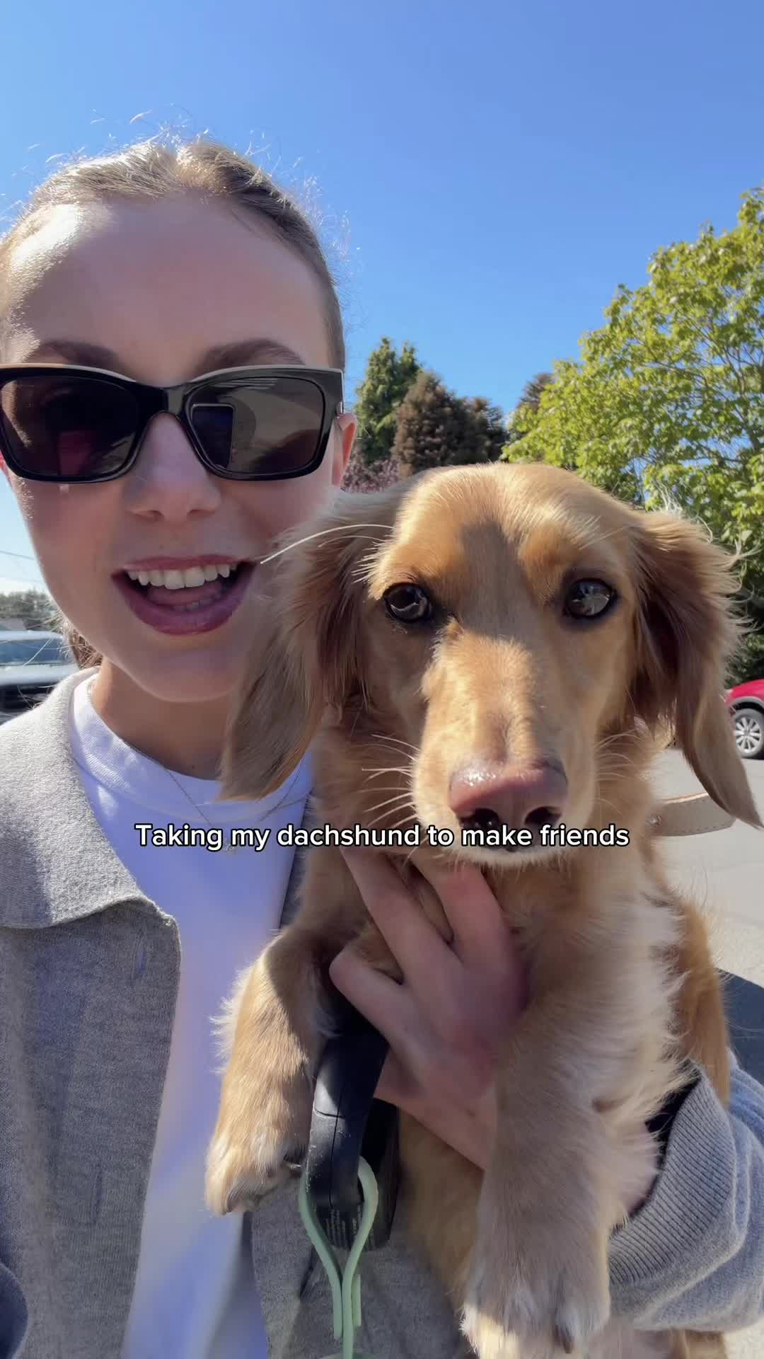 @cashewdachshund