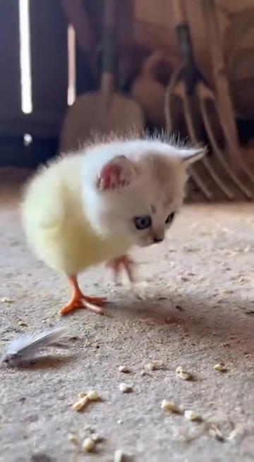@Baozi in the Wild