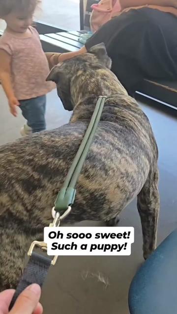 @Cane Corsos