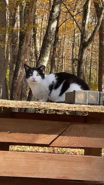 @Are We Home Yet? Cat Sanctuary