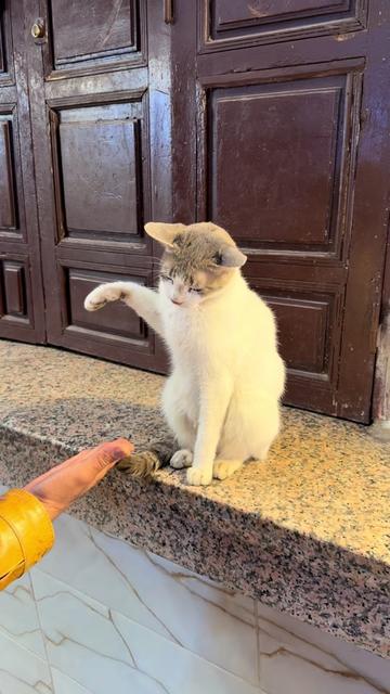 @fez_tourguide