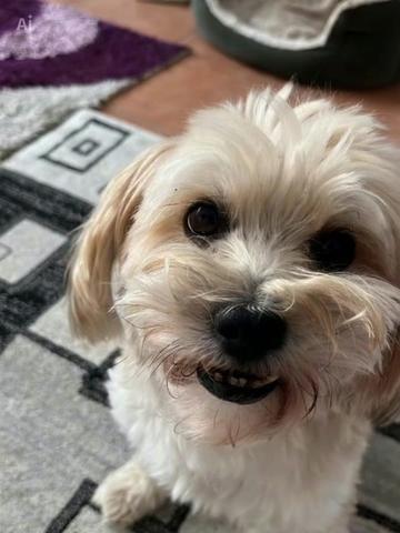 @DogMilow