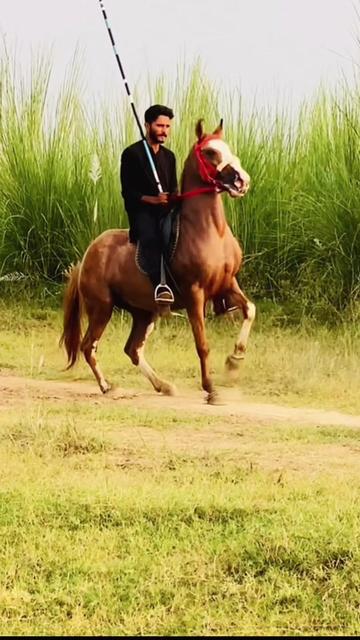 @Ch Hammad bokan &hearts;️🐎