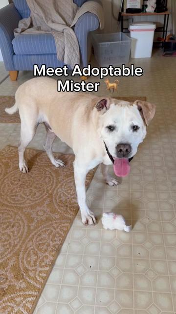@Adopt a Pet