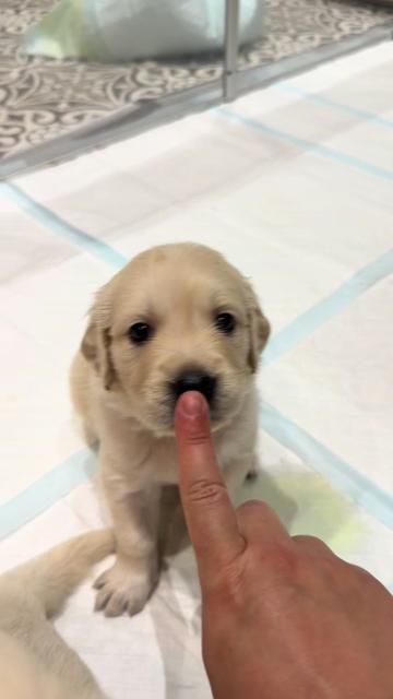 @Ateam Goldens