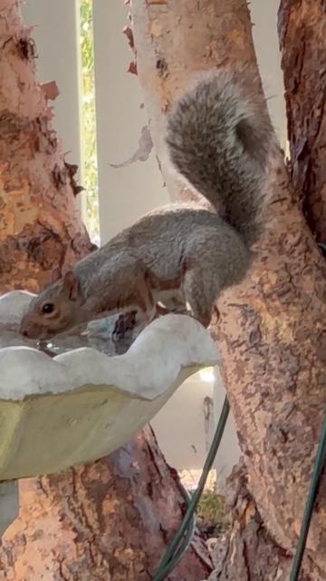 @disneyautismmom