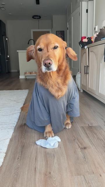 @Bentley the Spicy Golden🌶️