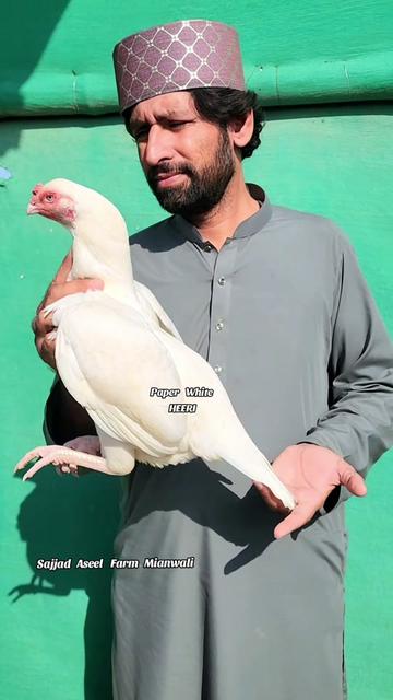 @Sajjad Aseel Farm