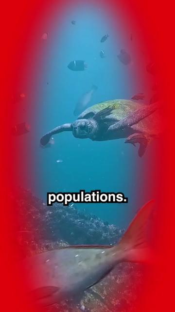 @curiousrondel