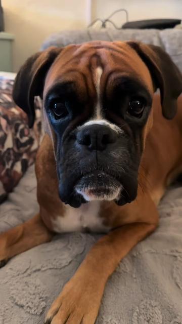 @boxermadness
