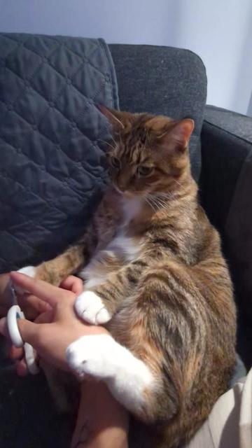 @Miss Mia the Tabby Cat