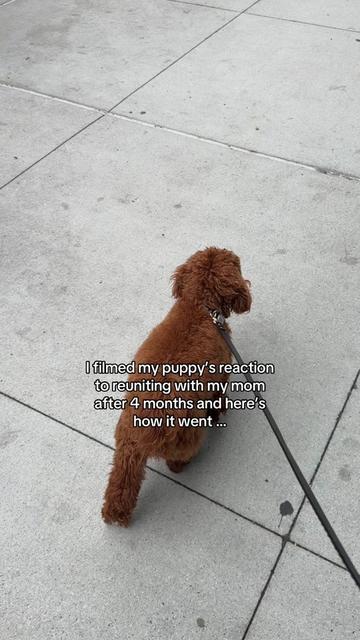 @Lilo The Cockapoo