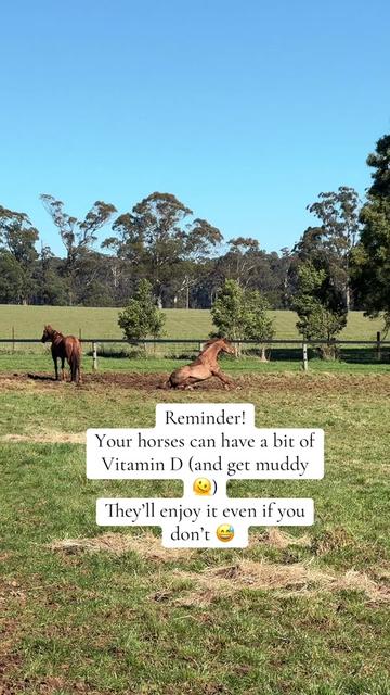 @Leader Equine