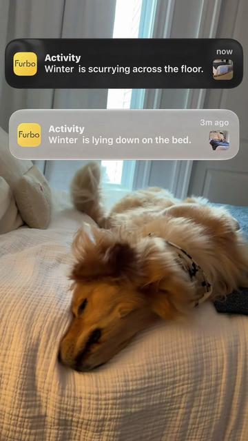 @Winter the Golden