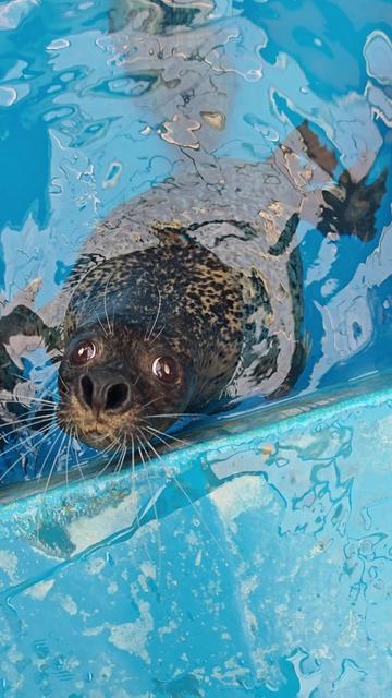 @Seal2028