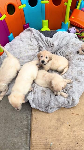 @Ateam Goldens