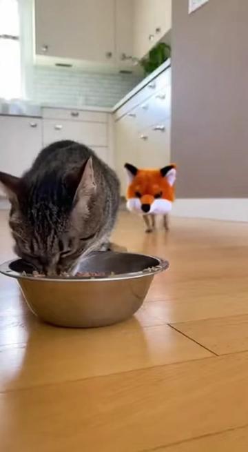 @Purrfect Moments