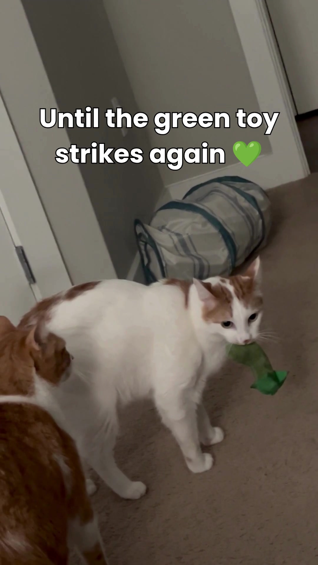 @One and a Half Orange Cats