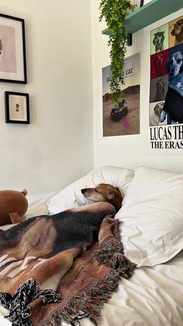 @Lucas The Dog