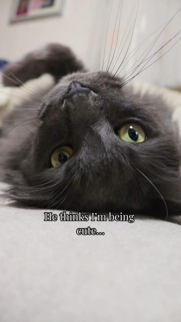 @Manny der Strizzikater