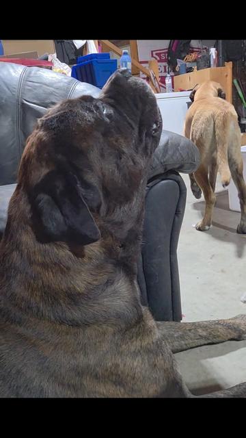 @Maple Mastiffs