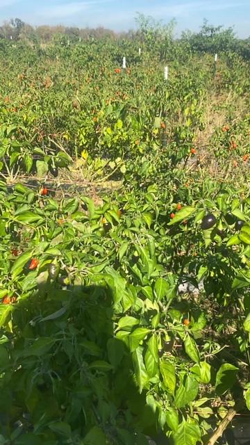 @B.A Organic Farm(380)209-9752
