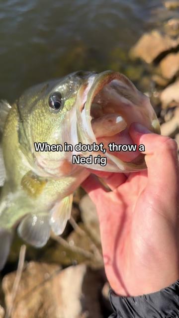 @FattBassFishing