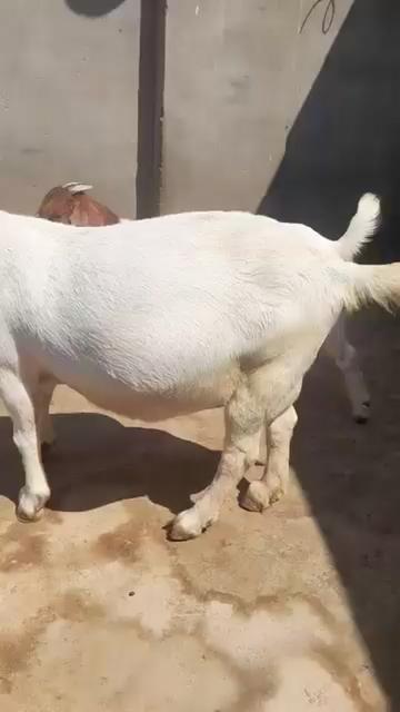 @SMART ORNAMENTAL FARM