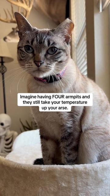 @mangosnickerskiwi