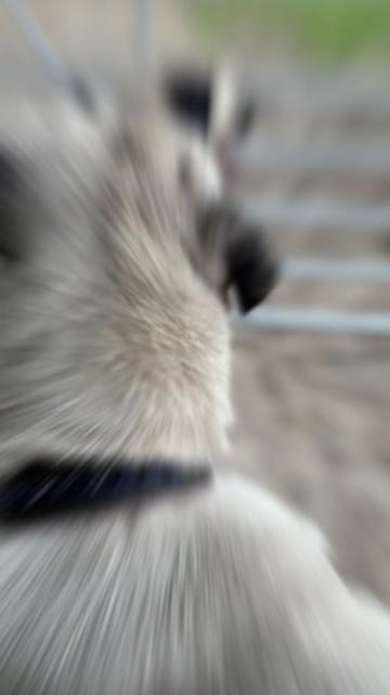 @essexkangals