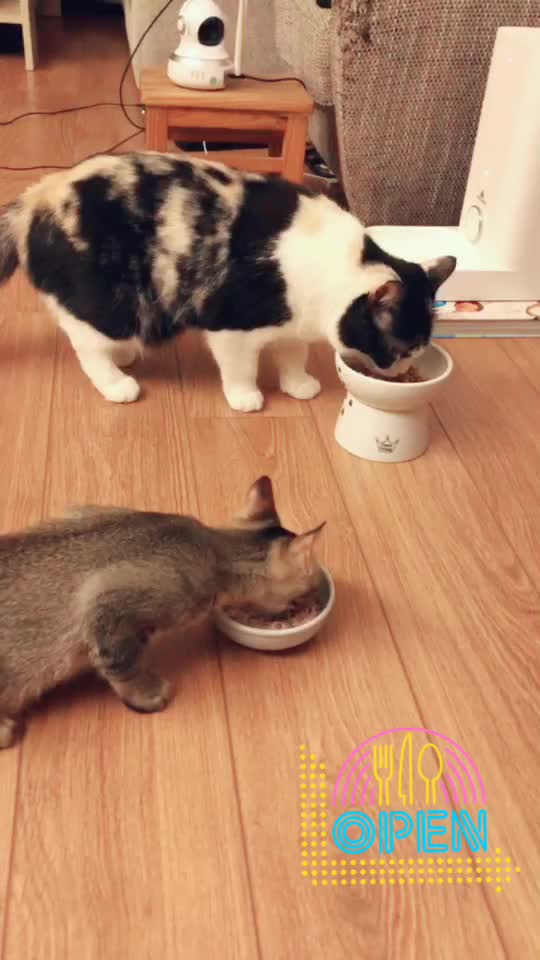@西面毛毛
