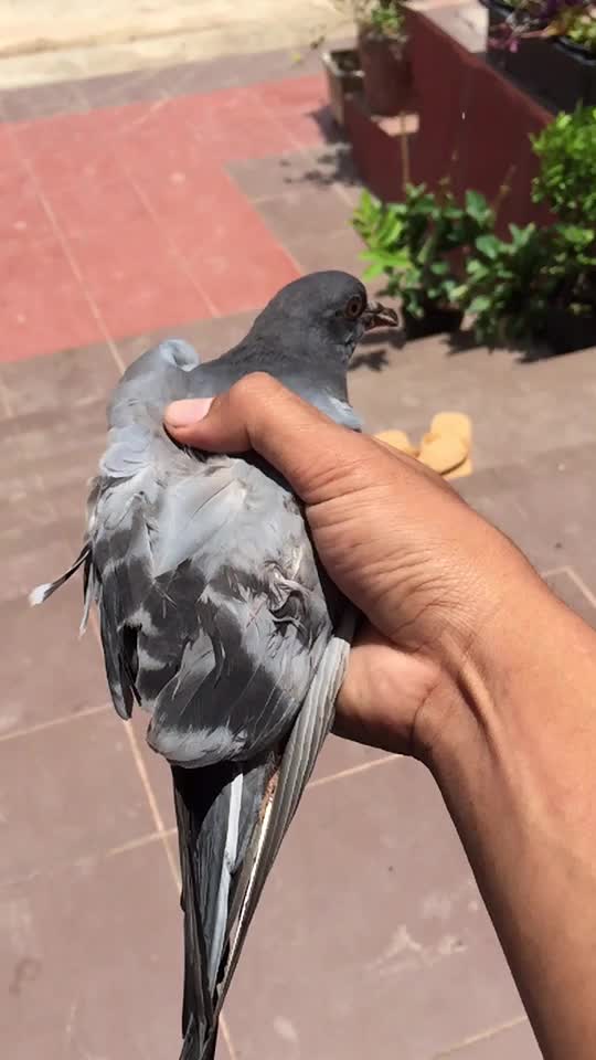 @វេ ហា៚
