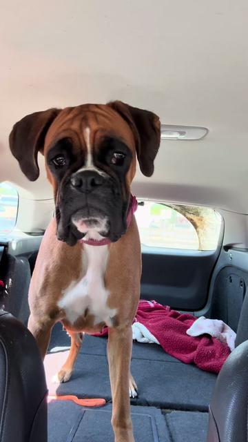 @boxermadness