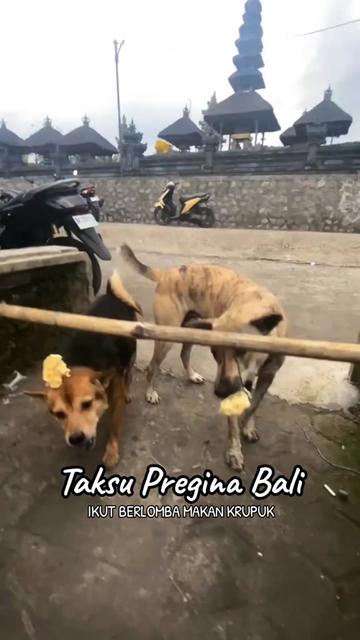 @TAKSU PREGINA BALI