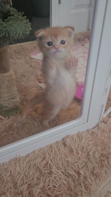 @Brittany's Beauties Kittens
