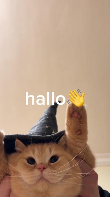 @Chonk The Fat Wizard Cat 🧙