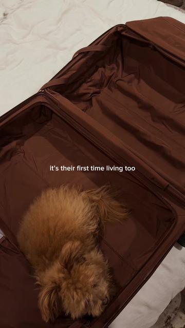 @Honey The Pomapoo 🧸