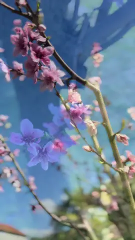 @Izabela Ćemera&scaron;