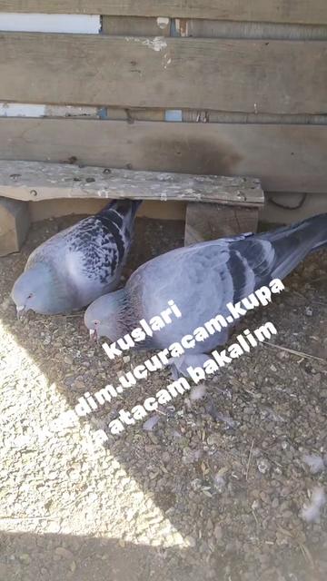 @🎲🎲oyunkusu.kirsehir40🎲🎲