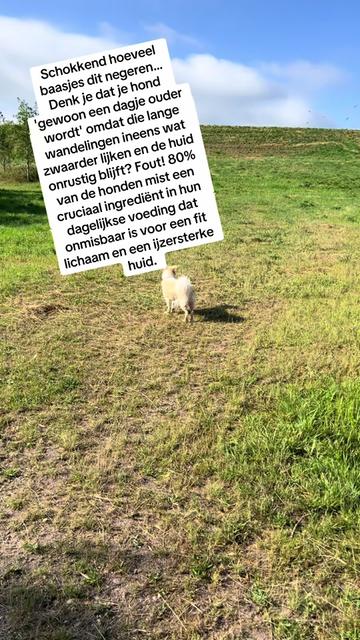 @Pure Paws