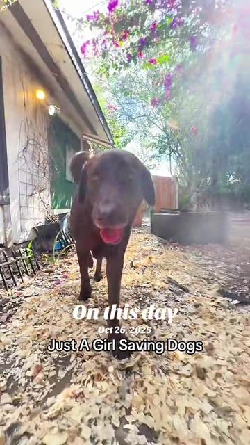 @Just A Girl Saving Dogs